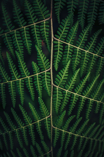 Leaves, Plant, Macro, Fern, Carved HD phone wallpaper