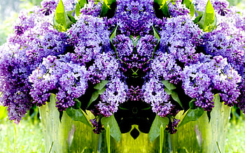 LILAC BLOSSOMS, bucket, nature, flowers, grass, spring, twigs, lilac HD wallpaper