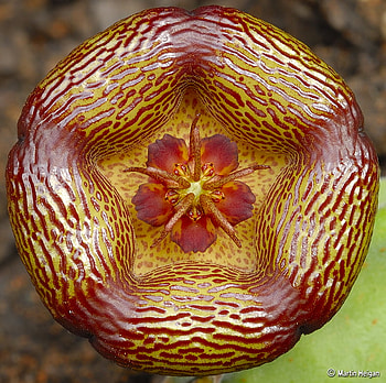 Stapelia, cactus, exotic, flower HD wallpaper