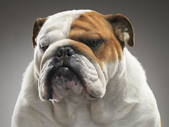 WHAT NOSE...., animal, dog, bull dog, cute, canine, nose HD wallpaper