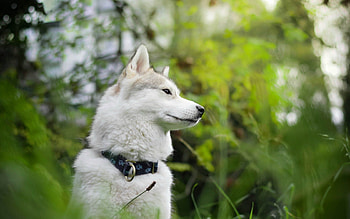 Animals, Forest, Dog, Muzzle, Blur, Smooth HD wallpaper