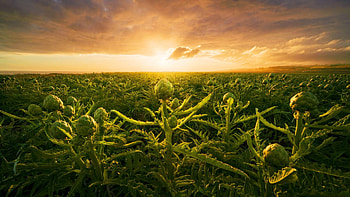 Artichokes!, Northern California Coast, plants, field, colors, sky, clauds, sun, usa, sunset, landscape HD wallpaper
