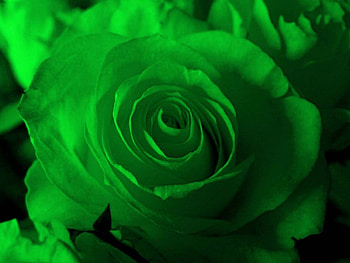 Green rose, rose, flower, green, nature, petal HD wallpaper