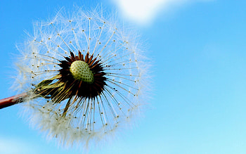 Sky, Macro, Stem, Stalk, Dandelion, Fluff, Fuzz, Seeds, Seed HD wallpaper