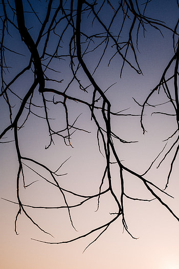 Nature, Sky, Dark, Branches HD phone wallpaper