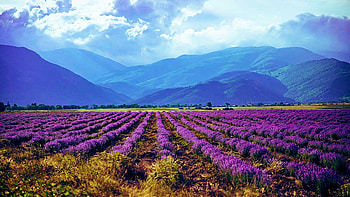 Lavender Fields at the Karlovo hollow in Bulgaria, purple, rows, blossoms, clouds, landscape, sky, flowers, mountains HD wallpaper