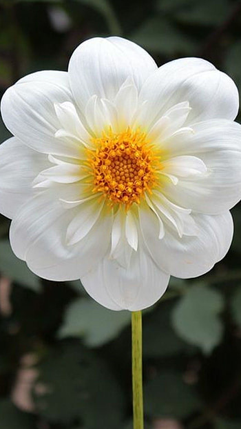 White Flowers, White HD phone wallpaper