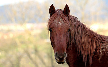 Animals, Muzzle, Mane, Head, Horse HD wallpaper