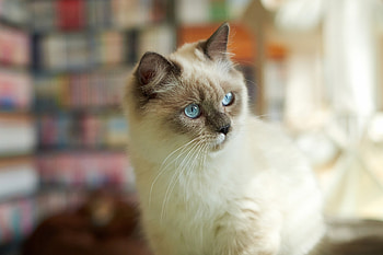 Animals, Muzzle, Spotted, Spotty, Sight, Opinion, Siamese Cat HD wallpaper