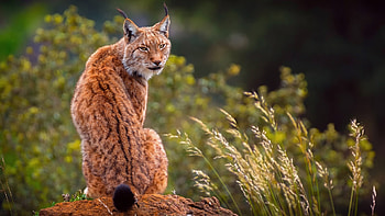 Predatory lynx, Laptop , Full , Mesmerizing ry HD wallpaper