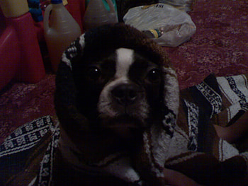 miss boston, she is cute, she looks so cool HD wallpaper