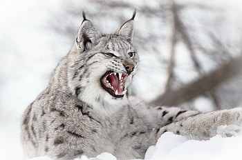Animals, Snow, Iris, Aggression, Predator HD wallpaper