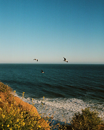 Nature, Flowers, Birds, Sea, Seagulls, Waves HD phone wallpaper