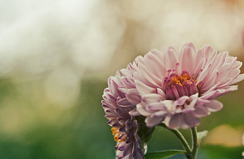 Flowers, Pink, Flower, Bud HD wallpaper