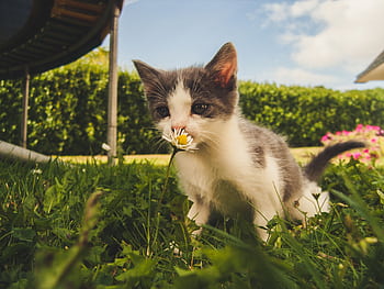 Charming kitten enjoying a sunny day in a grassy garden, sniffing a daisy flower. HD wallpaper