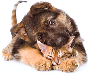 I love you so much, Kitty!, dog, kitten, animal, cute, cat, pisica, puppy, pet, paw, caine HD wallpaper