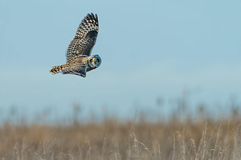 Animals, Owl, Bird, Flight, Grey, Wings HD wallpaper