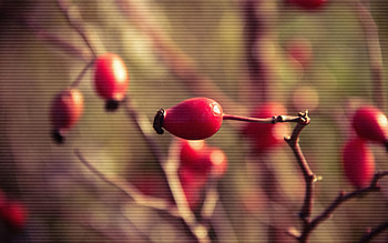 Briar, Plant, Macro, Branch, Ripe HD wallpaper