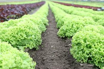 Close-up of vibrant green lettuce rows in a well-tended agricultural field. HD wallpaper