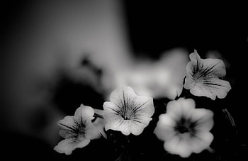 Black & White, flowers, graphy, daisy, black and white HD wallpaper