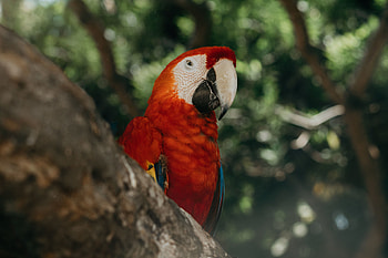 Red parrot, exotic, bird HD wallpaper