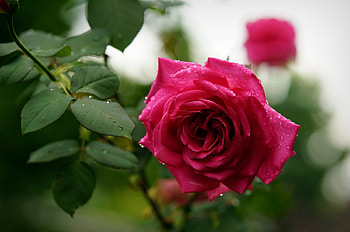 Red rose, Wet, Bud, Spring, Rose HD wallpaper