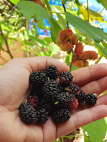 Mulberry health benefits, Nutritional value, Superfood, Wellness booster HD phone wallpaper