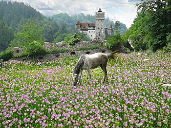 Spring time, horse, house, trees, forests, flowers HD wallpaper