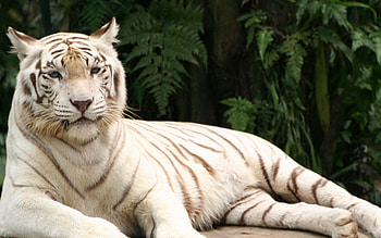 Animals, To Lie Down, Lie, Striped, Predator, Tiger, Albino HD wallpaper
