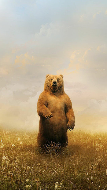 Bear , Variety of choices, Captivating backgrounds, customization HD phone wallpaper