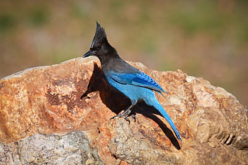 * Jay *, animal, birds, jay, animals HD wallpaper