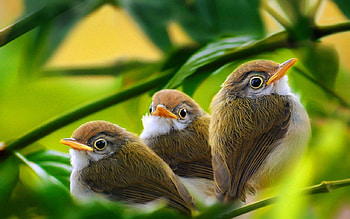 Animals, Birds, Grass, Leaves, Branch HD wallpaper