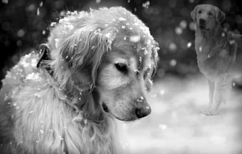 Why did you leave me ?, dog, winter, cute, sad HD wallpaper