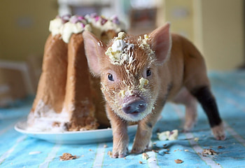 Its my cake, cute, piggy, fun, cake HD wallpaper