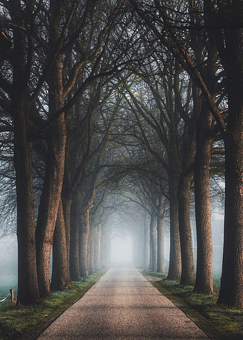 Nature, Trees, Road, Fog, Alley HD phone wallpaper