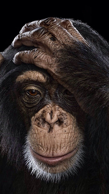 Monkey , Happy animals, Wild creatures, Nature's joy HD phone wallpaper