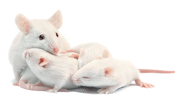 White mouse, Fast movement, , Nature graphy HD wallpaper