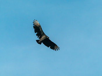 Animals, Sky, Bird, Predator, Flight, Wings HD wallpaper