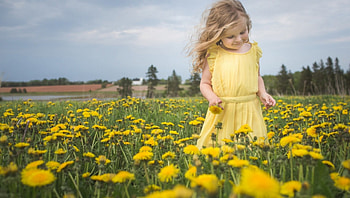 Cute Little Girl, meadow, girl, flowers, mood HD wallpaper