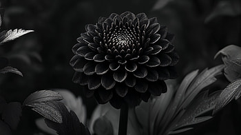Dark Flower Elegance - Ultra, dark, flower, Black & White, dahlia, Bloom HD wallpaper