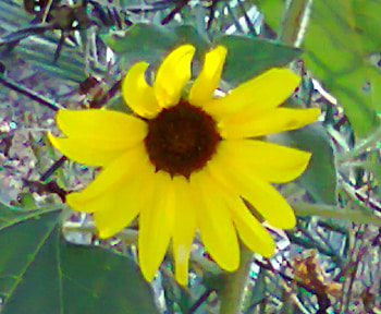 Sunflower, nature, flowers, flower HD wallpaper