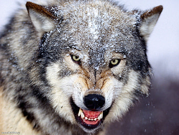 Animals, Wolfs HD wallpaper