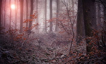 Fog between trees, trees, fog, sun, forest HD wallpaper