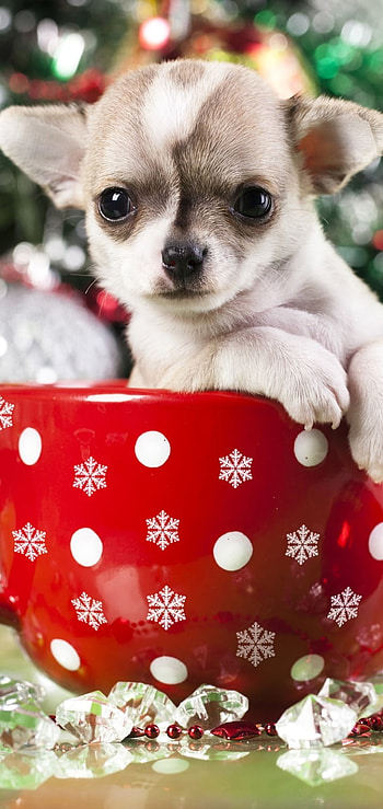 Animal, puppy HD phone wallpaper