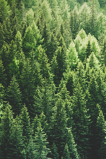 Nature, Trees, Pine, View From Above, Top, Forest, Tops HD phone wallpaper