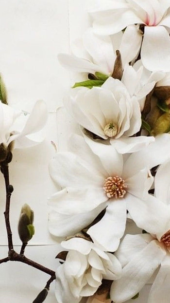 White Flowers, Adorable Flowers, White HD phone wallpaper