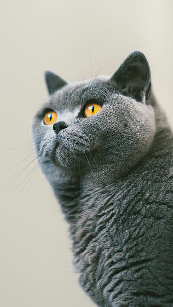 British Cat, Magnificent , Posted by Michelle, Striking visuals HD phone wallpaper