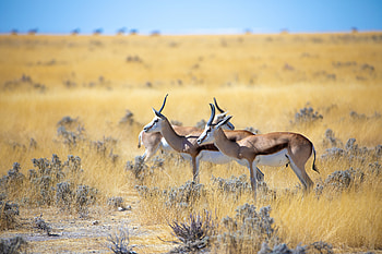 Springbok, animal, africa, deer HD wallpaper