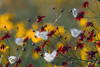 Butterflies, white, fluture, summer, butterfly, field, yellow, red, insect, vara HD wallpaper