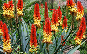 Aloe Vera, aloe, flowers, vera, cactus HD wallpaper